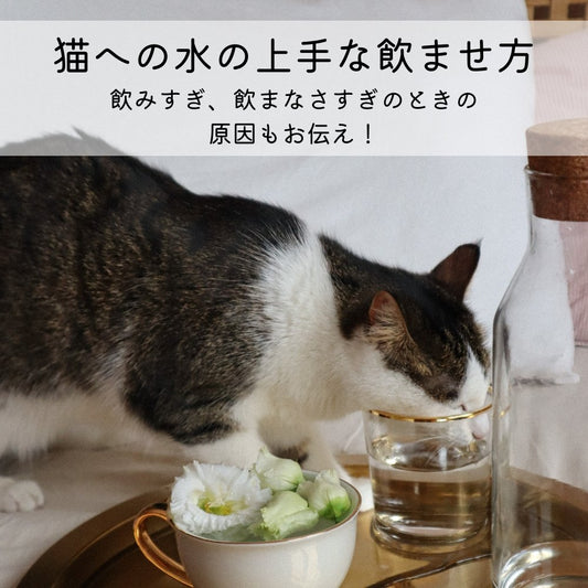 猫への水の上手な飲ませ方～飲みすぎ、飲まなさすぎのときの原因もお伝え！ - MOFUCAT