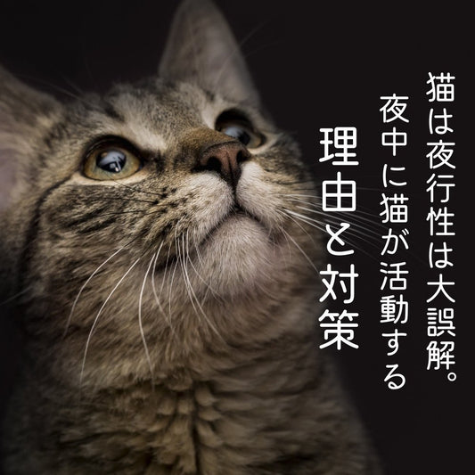 猫は夜行性は大誤解。 夜中に猫が活動する理由と対策 - MOFUCAT