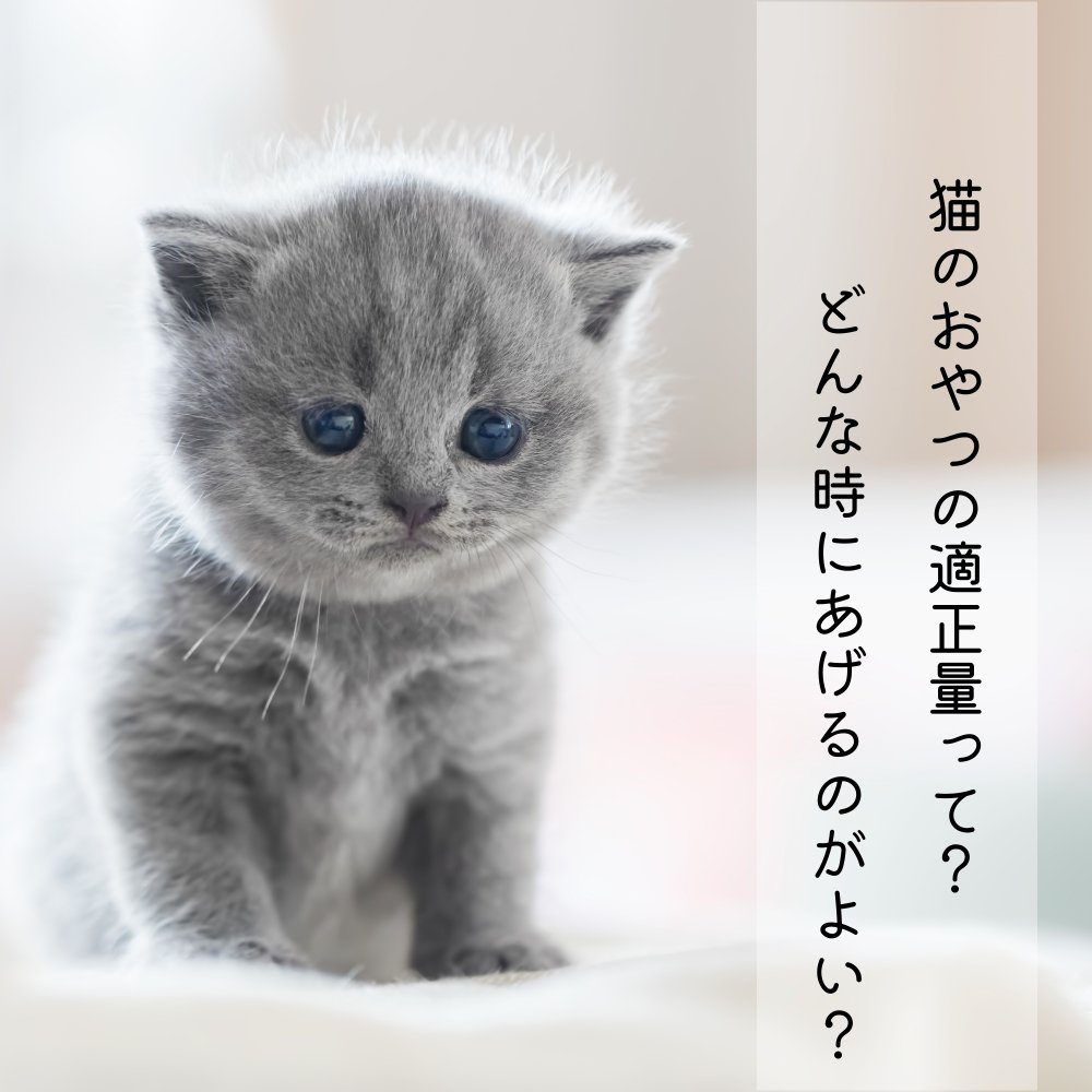 猫のおやつの適正量って？どんな時にあげるのがよい？ - MOFUCAT