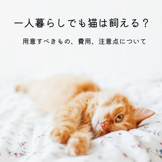 一人暮らしでも猫は飼える？ 用意すべきもの、費用、注意点について - MOFUCAT