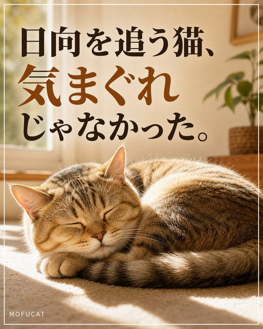 猫が日向を追う理由｜気まぐれじゃなかった