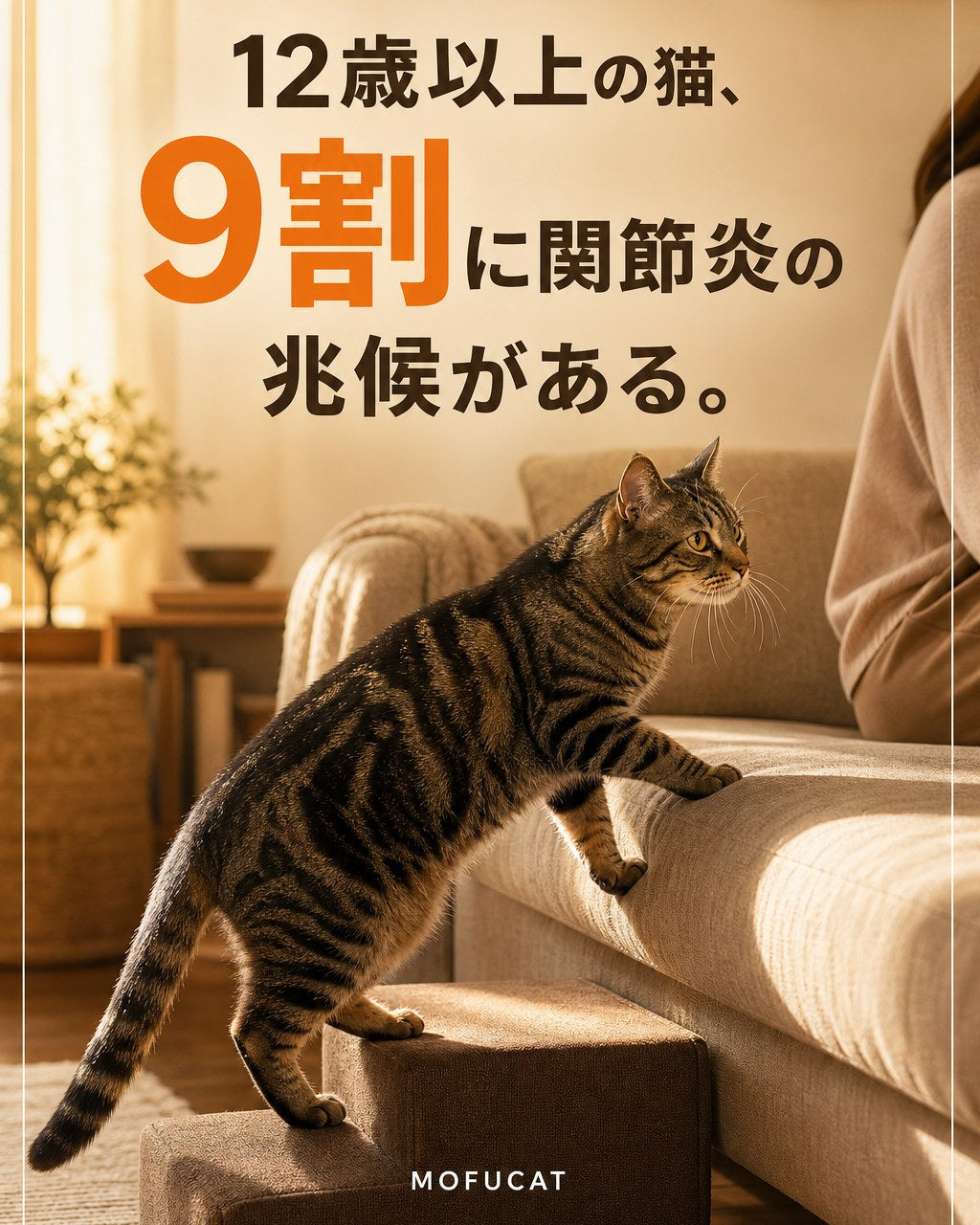 12歳以上の猫、9割に関節炎の兆候がある