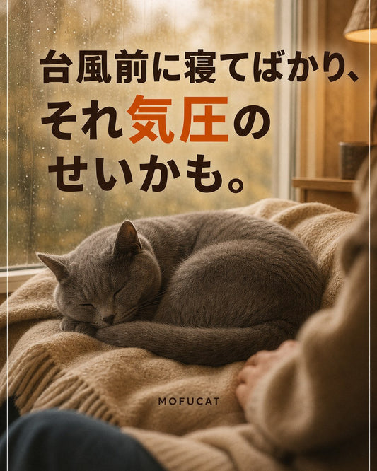 台風前に猫が寝てばかりいる理由｜サボってるわけじゃない
