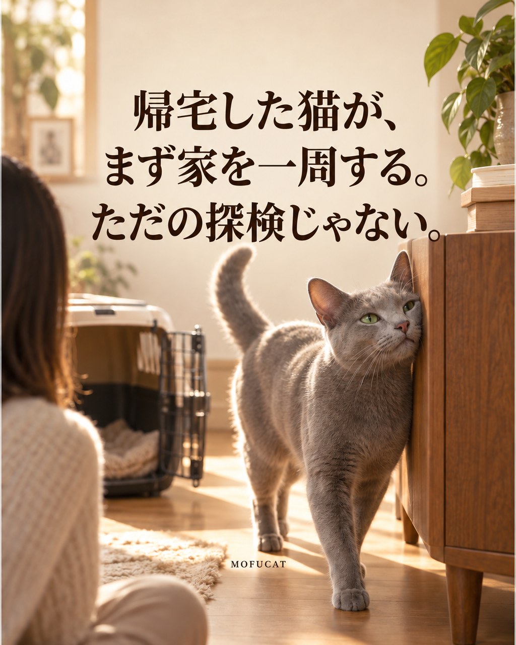 帰宅した猫がまず家を一周する理由｜ただの探検じゃない