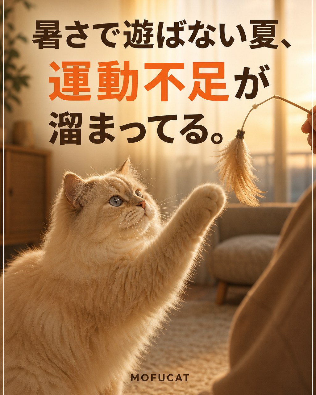 暑さで遊ばない夏、猫の運動不足が溜まってる