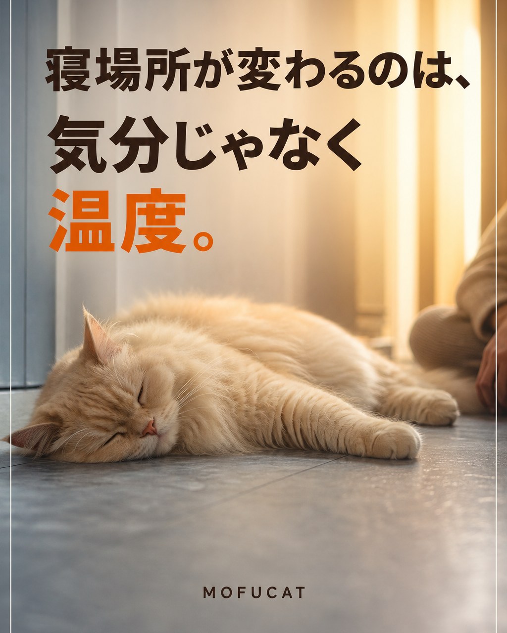 猫の寝場所が変わる理由｜気分じゃなく温度