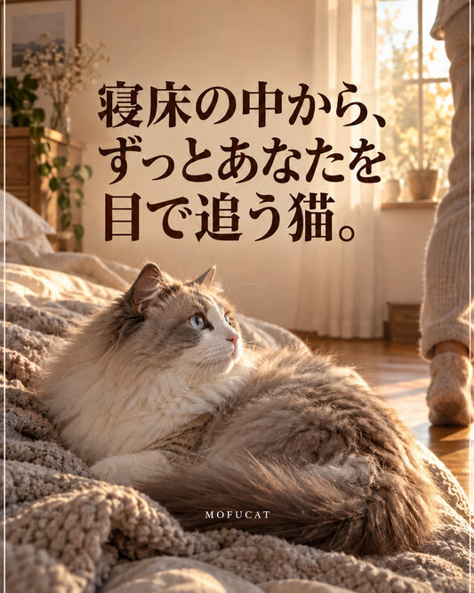 寝床の中から、ずっとあなたを目で追う猫