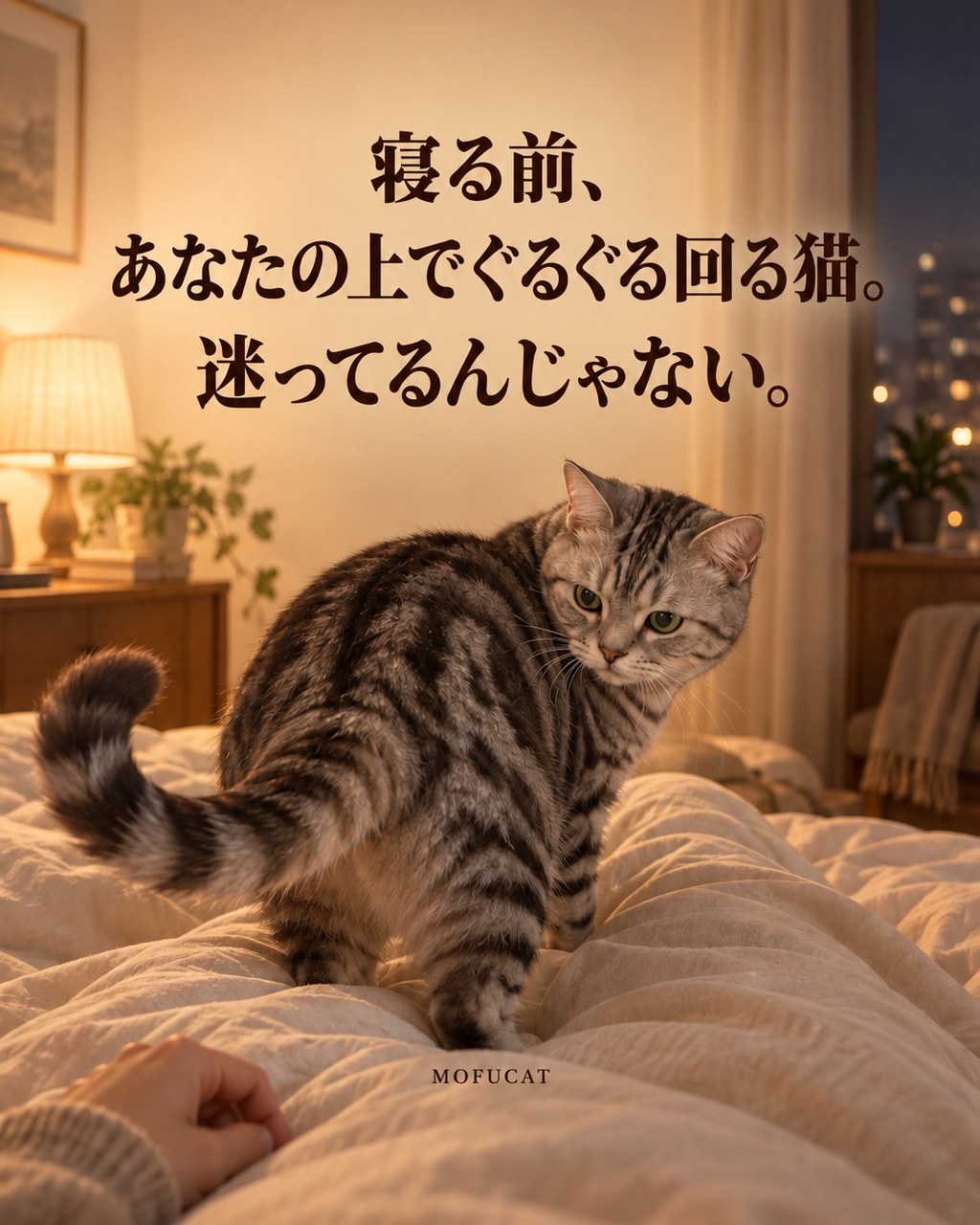 寝る前、あなたの上でぐるぐる回る猫｜迷ってるんじゃない