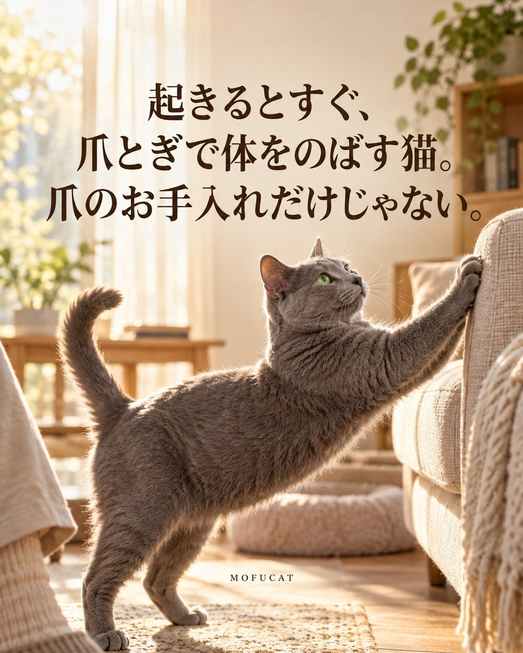 起きるとすぐ、爪とぎで体をのばす猫｜爪のお手入れだけじゃない
