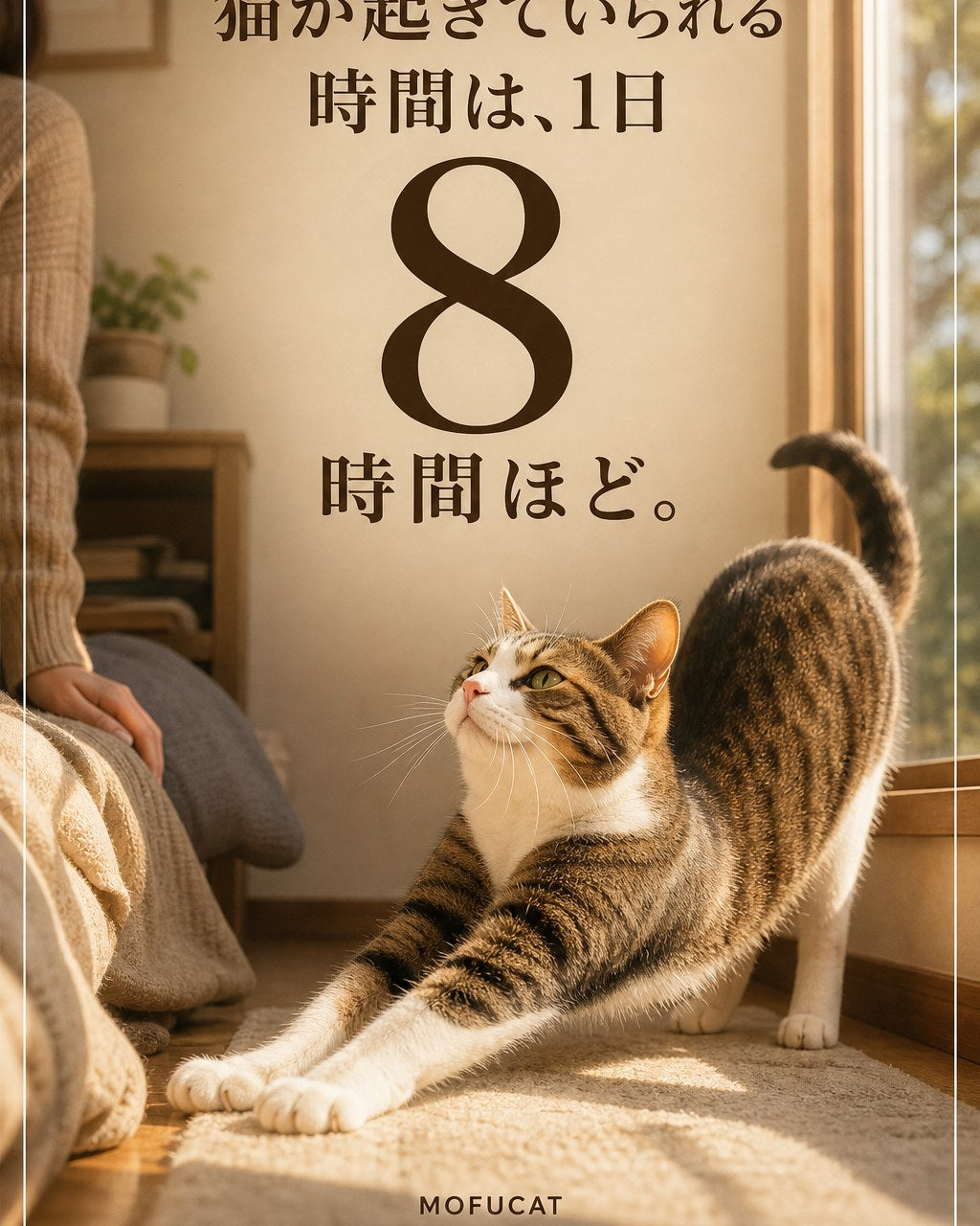猫が起きていられる時間は1日8時間ほど｜すれ違いがちな理由