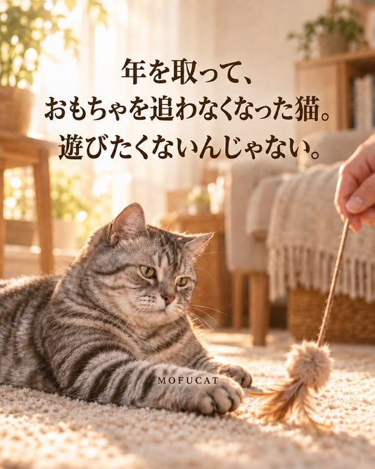 年を取って、おもちゃを追わなくなった猫｜遊びたくないんじゃない
