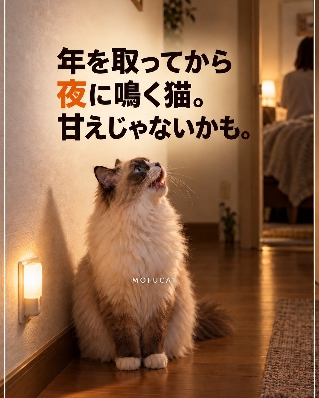 猫が年を取ってから夜に鳴く理由｜甘えじゃないかも