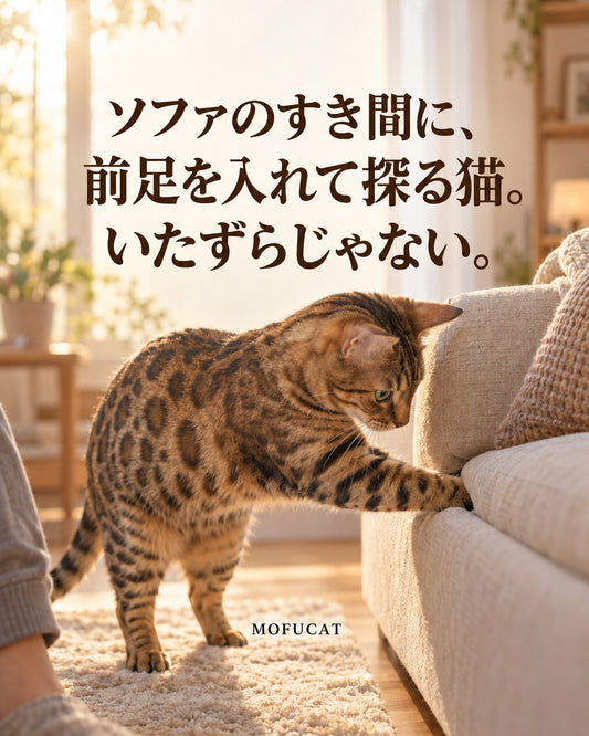 ソファのすき間に、前足を入れて探る猫｜いたずらじゃない
