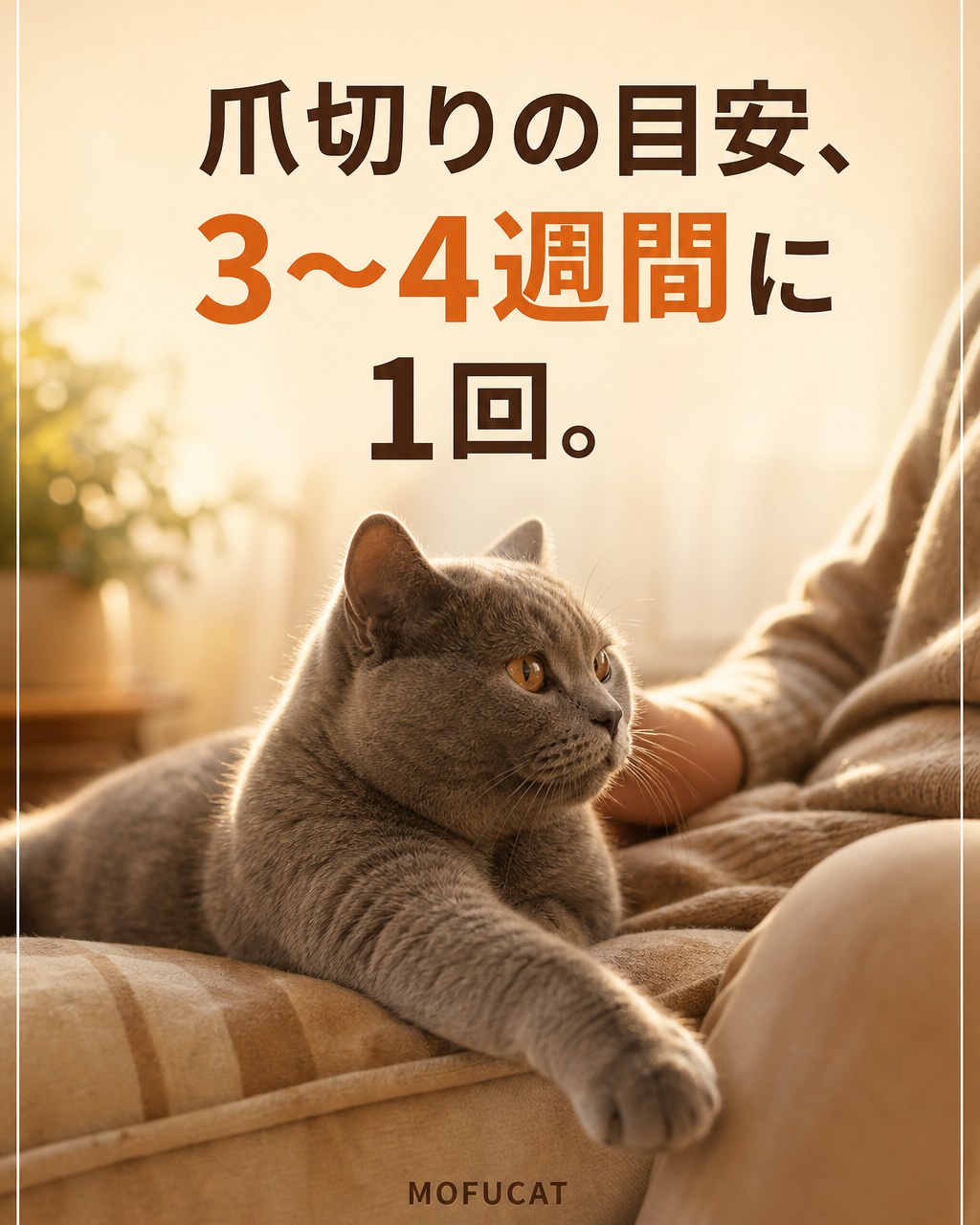 猫の爪切りは3〜4週間に1回が目安｜「自分で研ぐから不要」じゃない