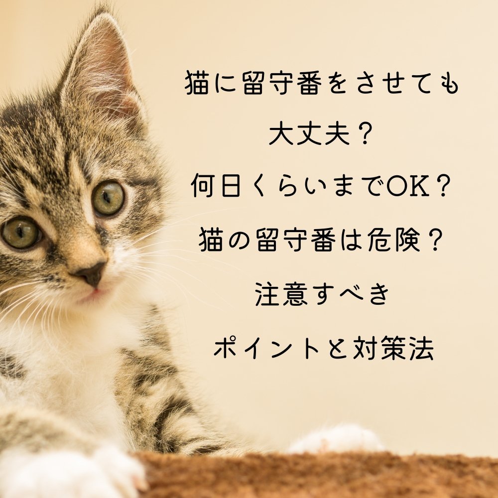 猫に留守番をさせても大丈夫？何日くらいまでOK？猫の留守番は危険？注意すべきポイントと対策法 - MOFUCAT