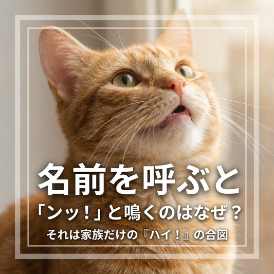 猫が短く鳴く理由：特別な挨拶の秘密を解き明かす