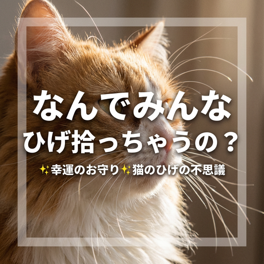 猫のひげは幸運のお守り？その秘密を大公開！