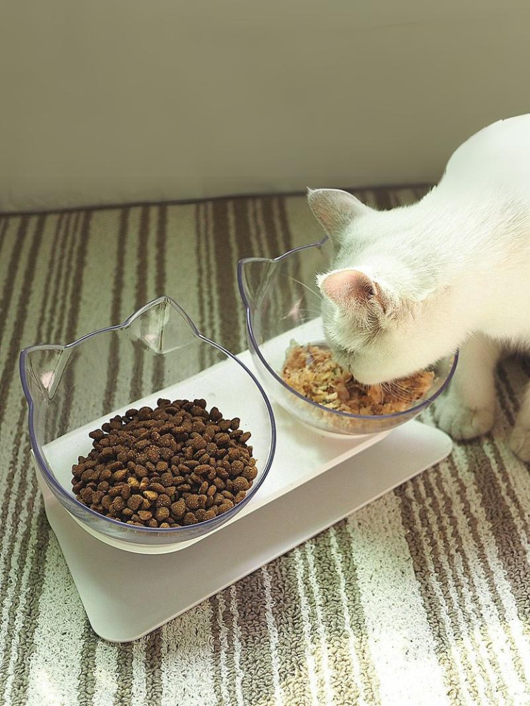 cat double food bowl 