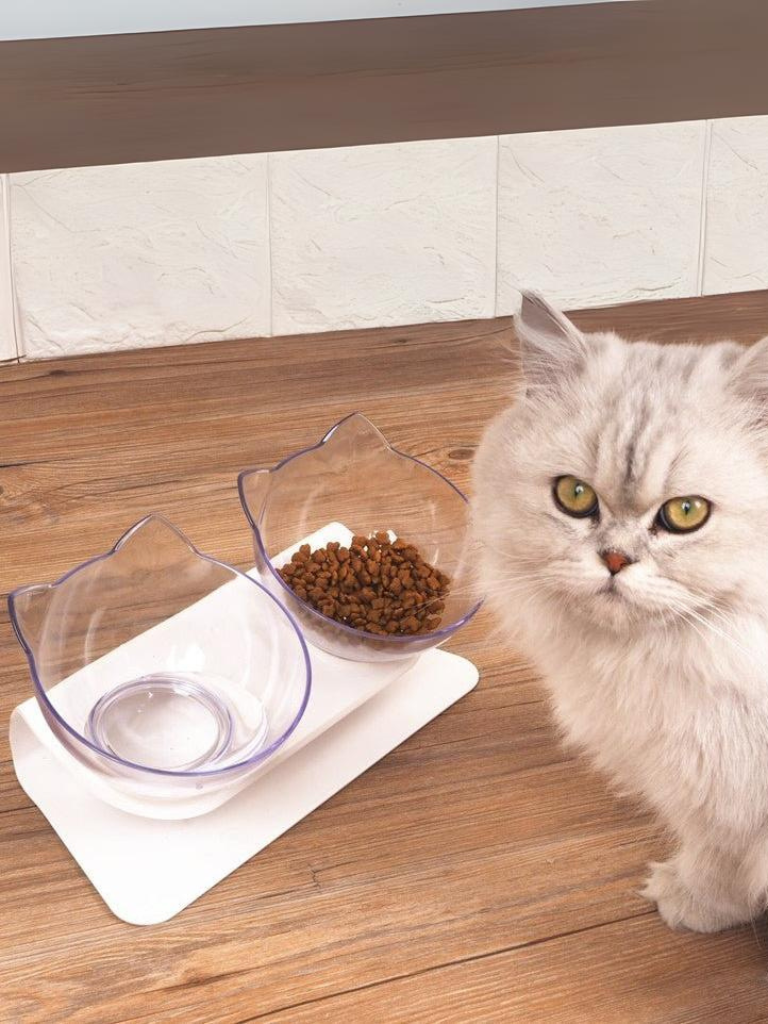 cat double food bowl 