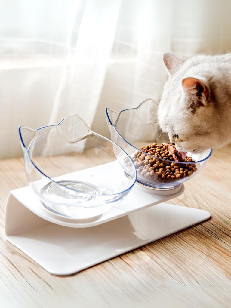 cat double food bowl 