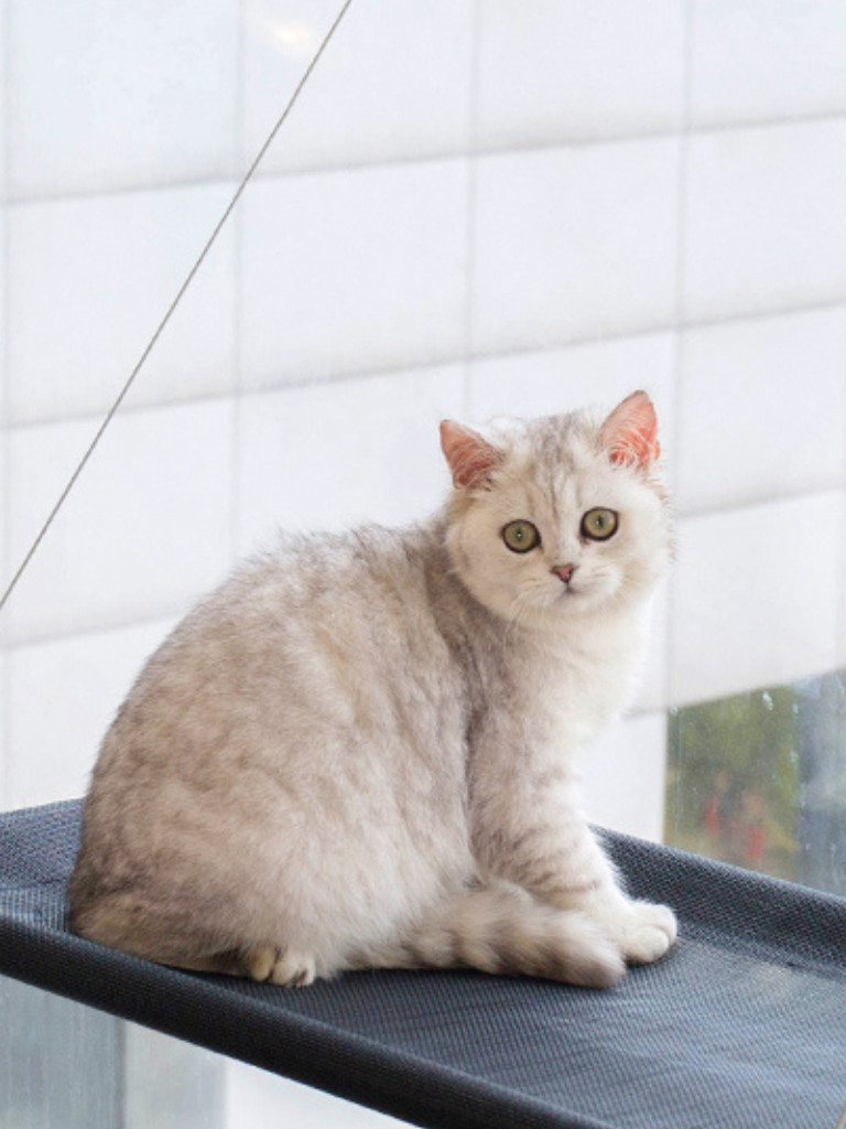 window hammock bed 