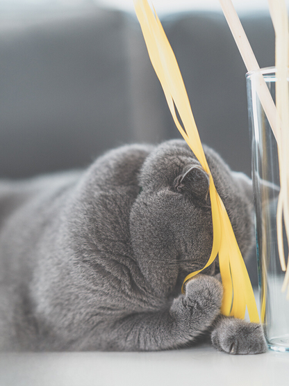 Food Fighter Cat Toy [Motsunabe, Ramen, French Fries]