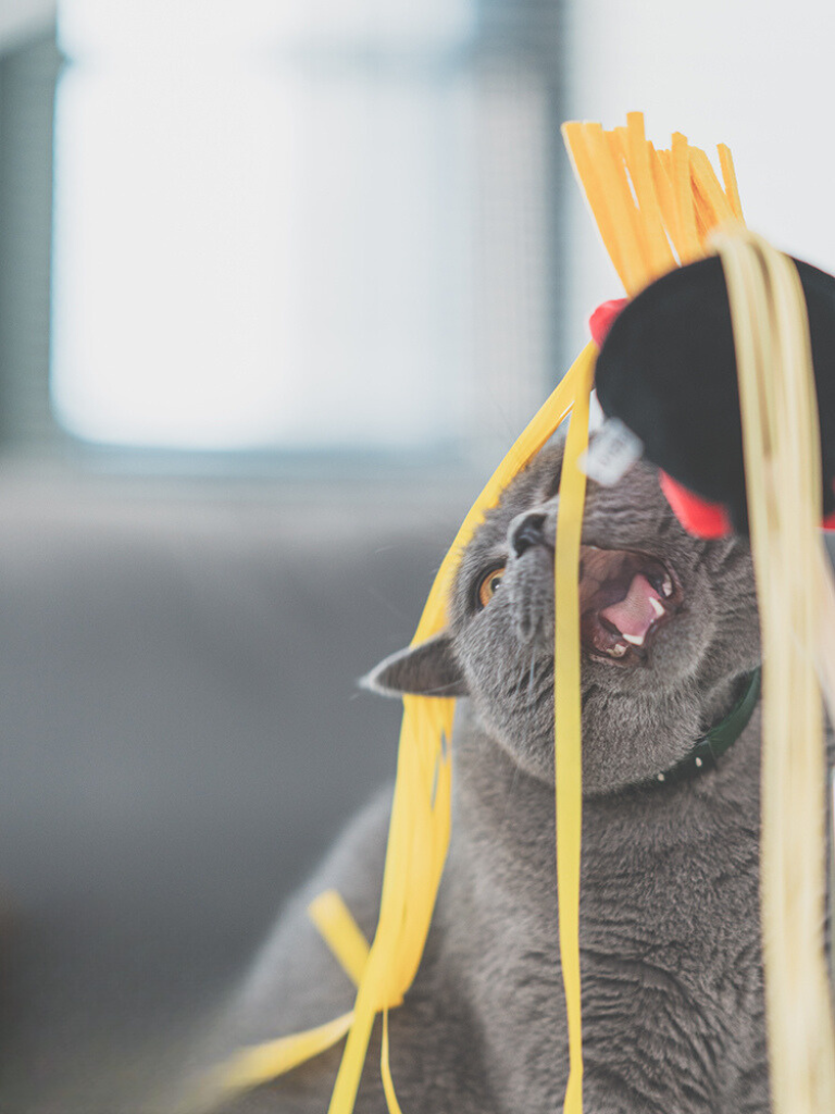 Food Fighter Cat Toy [Motsunabe, Ramen, French Fries]