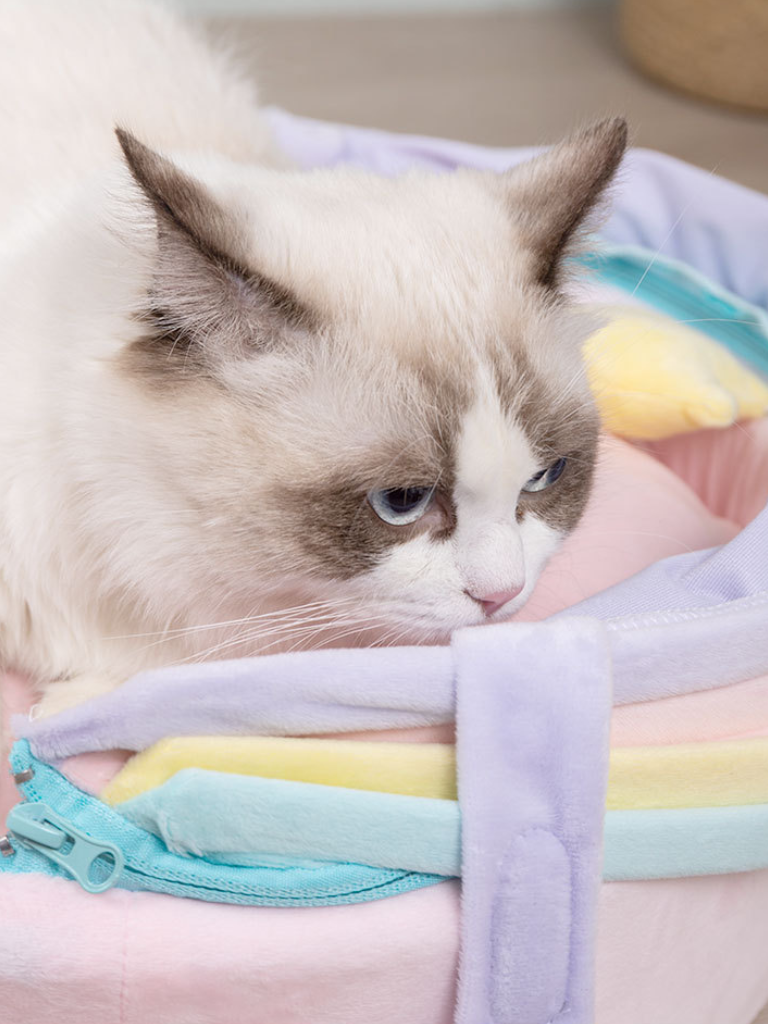 rainbow cat house