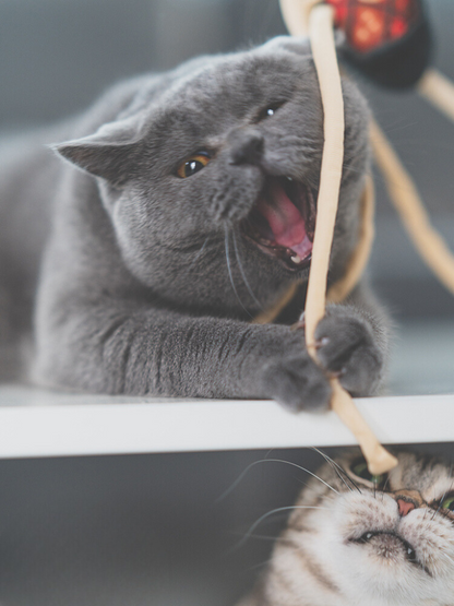 Food Fighter Cat Toy [Motsunabe, Ramen, French Fries]