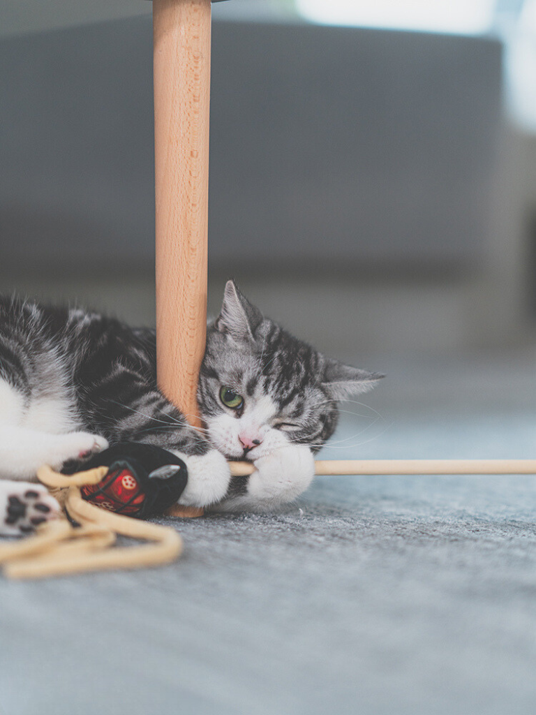 Food Fighter Cat Toy [Motsunabe, Ramen, French Fries]