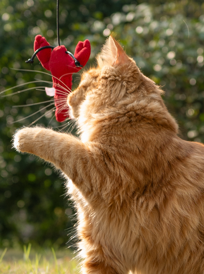 Crayfish cat toy 