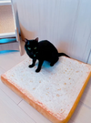 toast cat bed