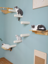 Cat step with capsule bed 