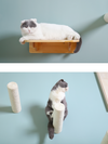 Cat step with capsule bed 