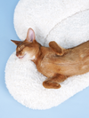 Cloud marshmallow cat bed [with star toy]