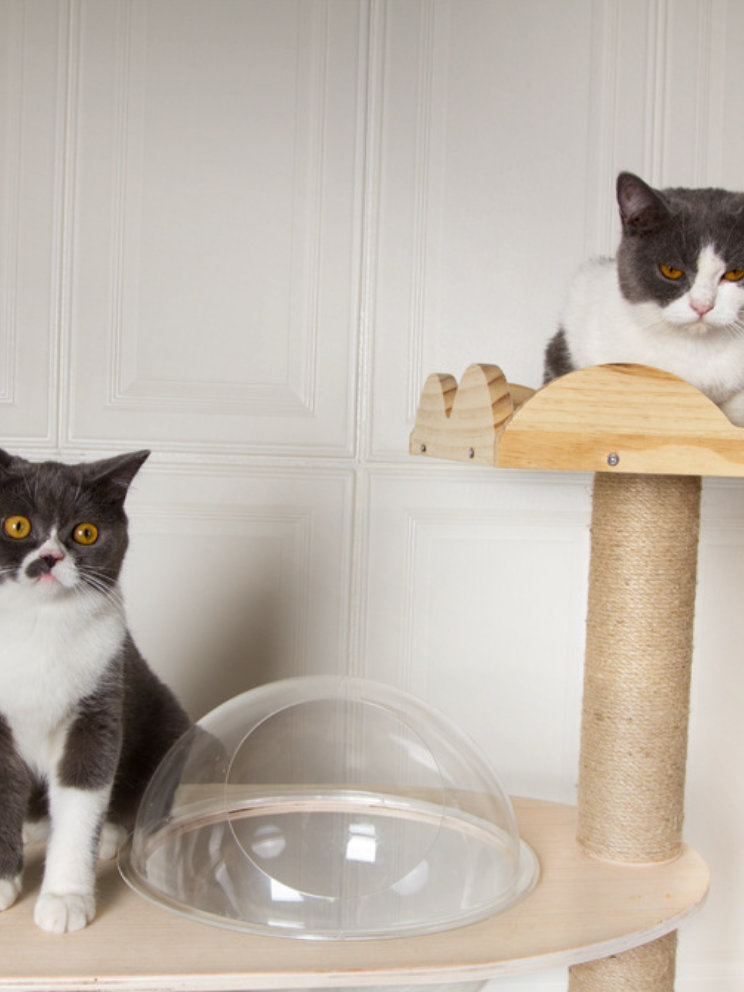 Wood cat tower with a capsule bed where you can see the popular paws