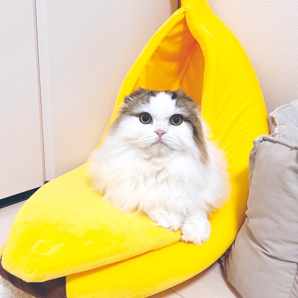 バナナ型猫ベッド - MOFUCAT